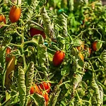 House Of Harmony - Beachfront Tatil Evi *