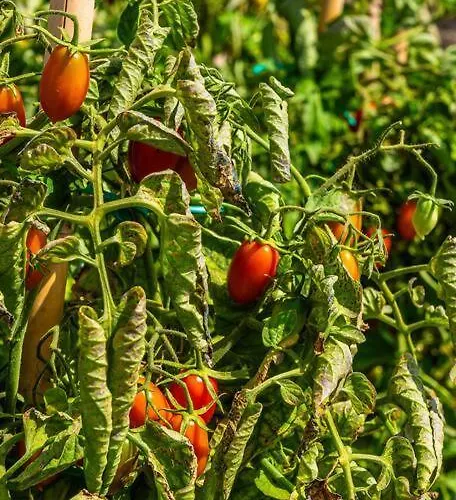 House Of Harmony - Beachfront Ferienhaus *